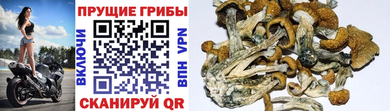Псилоцибиновые грибы GOLDEN TEACHER  Купить закладки  Сусуман 